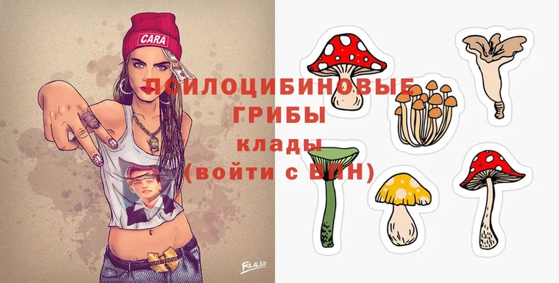 Псилоцибиновые грибы Psilocybine cubensis  как найти закладки  ссылка на мегу   Городец 